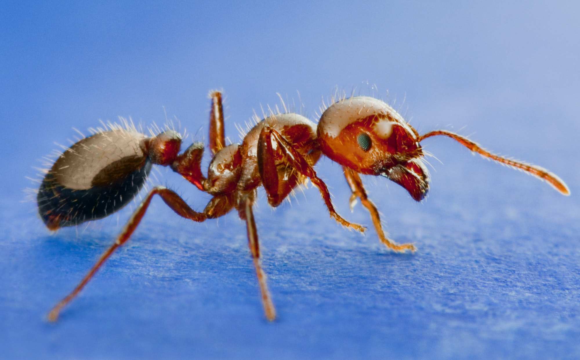 a friendly ant